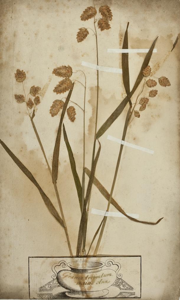 Ein aufgeklebtes Zittergras auf vergilbtem Papier